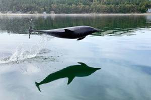 Call him ‘Flipper’