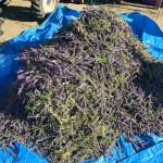 Rockin’ a Hard Place | Sarah Richards: growing lavender and setting down roots