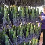 Rockin’ a Hard Place | Sarah Richards: growing lavender and setting down roots