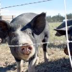 Whidbey Island Grown goes virtual this weekend