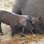 Whidbey Island Grown goes virtual this weekend