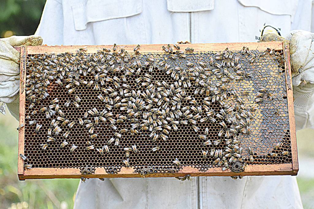 Ryan Nefcy harvests some of the honey from his 30 bee hives to sell at the farmstand in front of his home in Coupeville. Photo by Emily Gilbert/Whidbey News-Times.