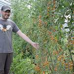 One of the benefits of having a million bees in your garden is that every flower gets pollinated, according to Ryan Nefcy. Photo by Emily Gilbert/Whidbey News-Times.