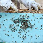 Ryan Nefcay said one of these boxes holds about 60-80,000 bees, and there are probably millions of honey bees buzzing about his home. Photo by Emily Gilbert/Whidbey News-Times.