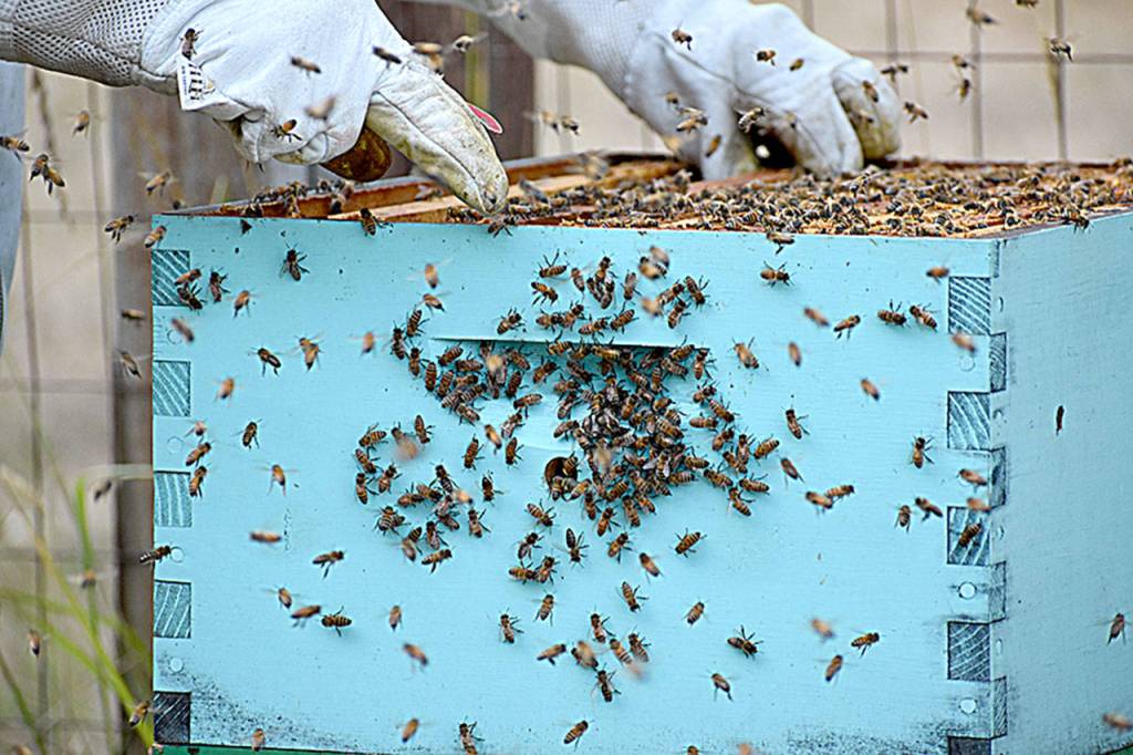 Ryan Nefcay said one of these boxes holds about 60-80,000 bees, and there are probably millions of honey bees buzzing about his home. Photo by Emily Gilbert/Whidbey News-Times.