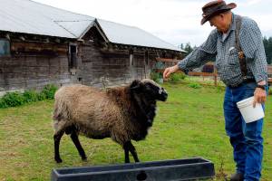 Popular Langley ram must cut snacks, shed dad bod
