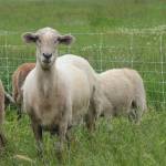 Photo by Ron Newberry