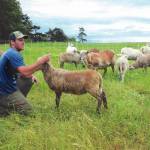 Cory Fakkema has brought the family farm near Oak Harbor into the modern age, using more ecologically sound practices that are considered better for the land and livestock. Photo by Ron Newberry