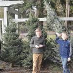 Olsen brothers Ryle, 12, Elliot, 10, and Titus, 9, were helping their grandfather, Jack Rawls, get some Christmas trees ready for the weekend at A Knot in Thyme north of Oak Harbor. Photo by Emily Gilbert/Whidbey News-Times