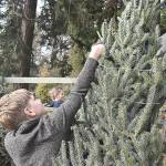 Brothers Elliot and Ryle Olsen prepared some Christmas trees at A Knot in Thyme north of Oak Harbor for sale at their grandfathers holly farm. Photo by Emily Gilbert/Whidbey News-Times