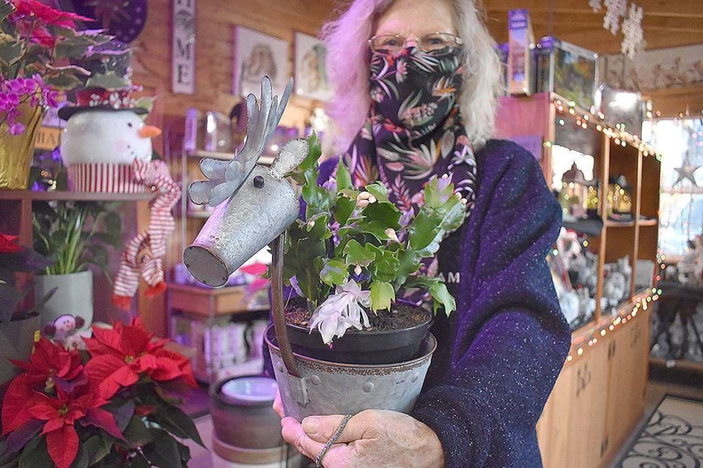 Trish Marshall at Rain Shadow Nursery said houseplants are a popular holiday gift. Photo by Emily Gilbert/Whidbey News-Times