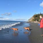 Chessie and Calamity, with owner Bill Hoff of Missoula, Mont., touched the ocean for the first time at Fort Ebey State Park near Coupeville. The park is one of 28 that the Navy has identified as a training site in its expanded proposal. Photo by Emily Gilbert/Whidbey News-Times