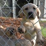 Summit Assistance Dogs is in the process of constructing three buildings on Jones Road in Oak Harbor so the organization has greater capacity to place more mobile assistance dogs with people who need them. These 10-week old puppies will go to volunteer puppy raisers before entering advanced training in about a year and a half. Photo by Emily Gilbert/Whidbey News-Times
