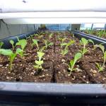 Lettuce starts grow under lights powered by the new solar panels. Photo by Cary Peterson