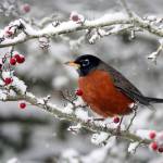 A lone robin snacks on some bright red berries near Debbie Jacksons home near Penn Cove. Photo by Debbie Jackson