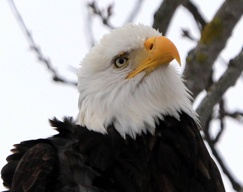Bald eagles are just one of the many winged creatures Debbie Jackson saw in her garden near Penn Cove during the recent snowfall. Photo by Debbie Jackson