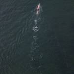 Joe Hempel swims in Saratoga Passage off the shore of Langley on Whidbey Island. (Olivia Vanni / The Herald)