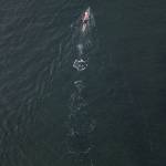 Joe Hempel swims in Saratoga Passage off the shore of Langley on Whidbey Island. (Olivia Vanni / The Herald)