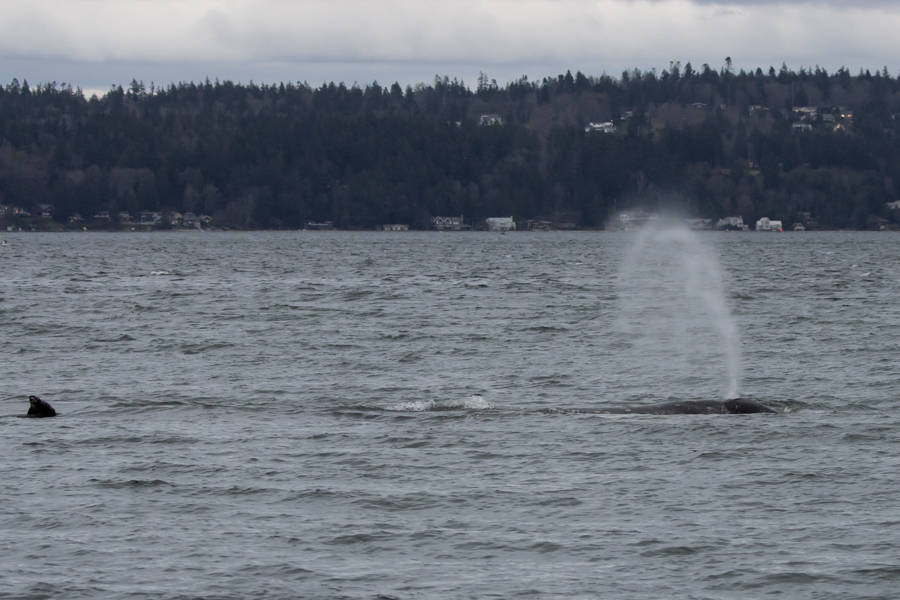 Photo by Dori Dace
Dori Dace caught an encounter with the gray whales as early as Feb. 28 near Hidden Beach in Greenbank.