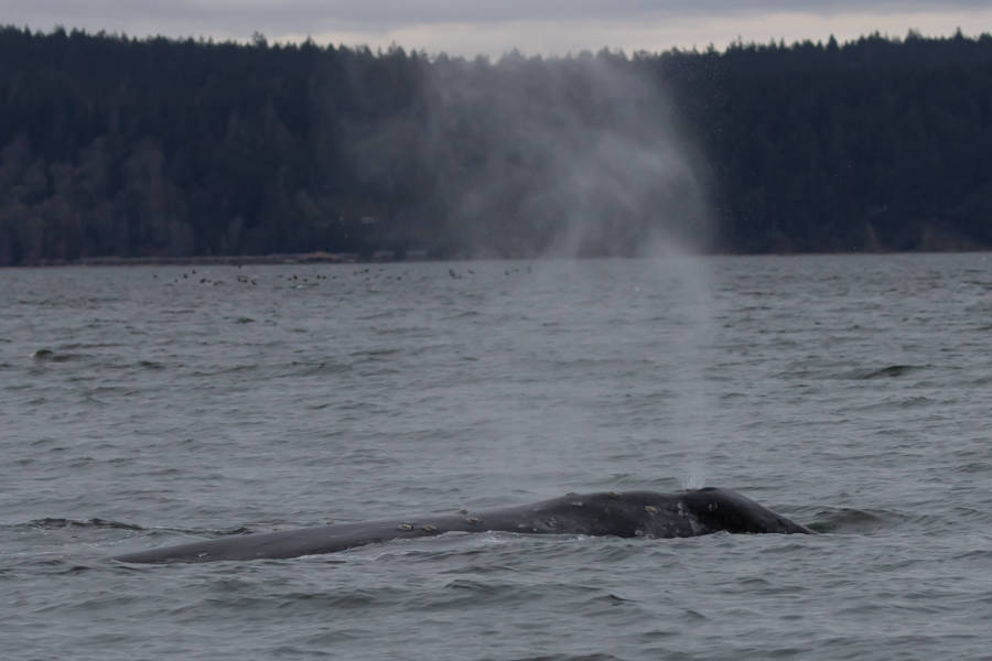 Photo by Dori Dace
Dori Dace caught an encounter with the gray whales as early as Feb. 28 near Hidden Beach in Greenbank.