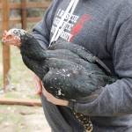 A Shamo hen named Baby Girl also lives at the farm. Photo by Kira Erickson/Whidbey News Group