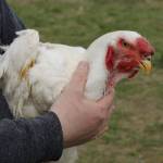 A rare, young Malay rooster.