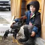 Viggo Cerrato, 6, pets a young Shamo rooster named Baby Boy. Cascadia Heritage Farm is currently in the midst of a project to invigorate a rare breed of chicken. Photo by Kira Erickson/Whidbey News Group