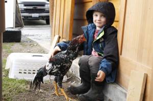 Viggo Cerrato, 6, pets a young Shamo rooster named Baby Boy. Cascadia Heritage Farm is currently in the midst of a project to invigorate a rare breed of chicken. Photo by Kira Erickson/Whidbey News Group
