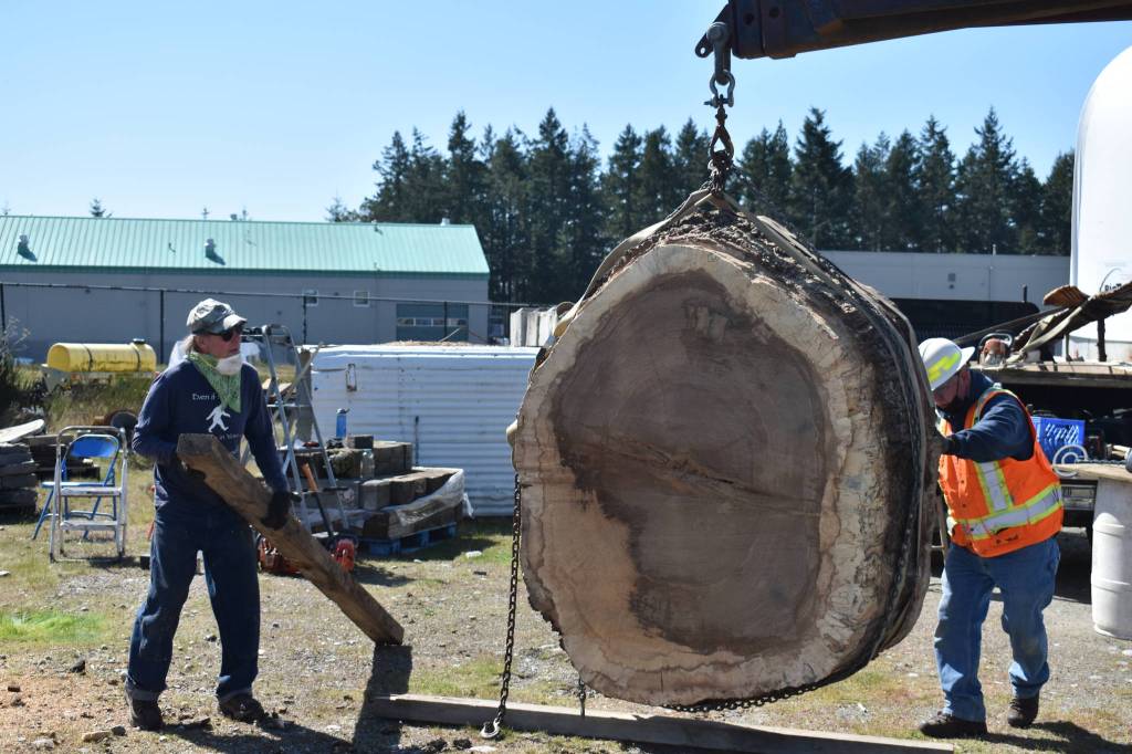Pat McVays acorn sculpture from the Oak Harbor post office Garry oak tree will be finished in June. The slab will be turned into a timeline. Photo by Emily Gilbert/Whidbey News-Times