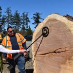 Arts Commissioner Therese Kingsbury hovers a metal detector over the bullet revealed inside a centuries-old Garry oak tree. Photo by Emily Gilbert/Whidbey News-Times
