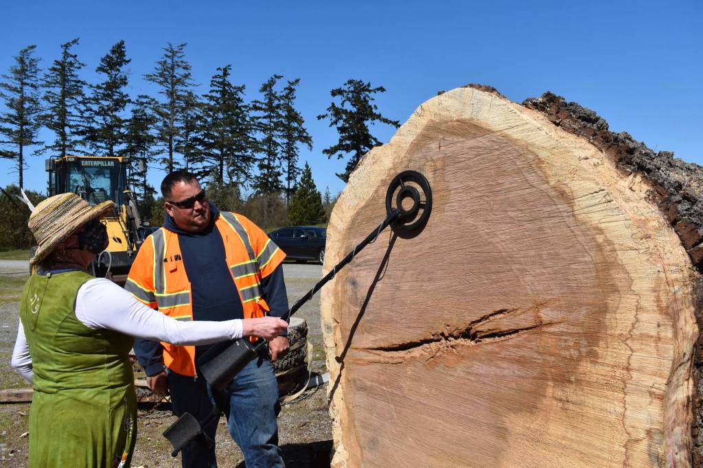 Arts Commissioner Therese Kingsbury hovers a metal detector over the bullet revealed inside a centuries-old Garry oak tree. Photo by Emily Gilbert/Whidbey News-Times