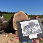 City leaders cut down a huge Garry oak tree in front of the Oak Harbor post office in 2014, seen here in a black-and-white photo. It will be turned into a giant acorn sculputre, a timeline and other items. Photo by Emily Gilbert/Whidbey News-Times