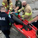 First responders carried the seal to shore on a stretcher, but due to exhaustion, he was unable to swim right away. He has spent the last few days resting on the beach before going back into the ocean.