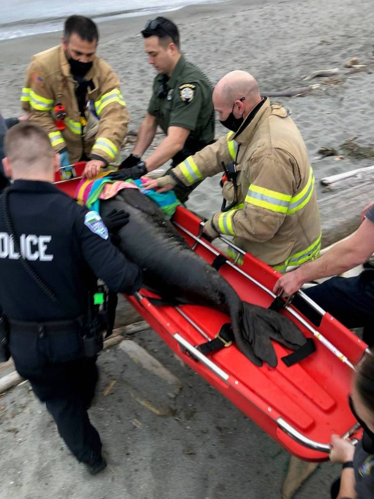 First responders carried the seal to shore on a stretcher, but due to exhaustion, he was unable to swim right away. He has spent the last few days resting on the beach before going back into the ocean.