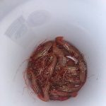 Photo by Emily Gilbert/Whidbey News-Times
State Department of Fish and Wildlife enforcement officer Ralph Downes said its important to sort shrimp as soon as the the crustaceans are brought onboard.