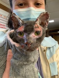 Sarah Lord treats Ember the cat at Best Friends Veterinary Center March 30, 2021. (Photo courtesy of Best Friends)