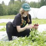 Photo by Kira Erickson/Whidbey News-Times
Farmer Alanah Lawrason of Foggy Hill Farm plucks a handful of radishes from one of her fields.