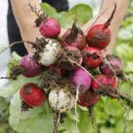 Radishes will be available in Foggy Hill Farms summer CSA box. (Photo by Kira Erickson/Whidbey News-Times)