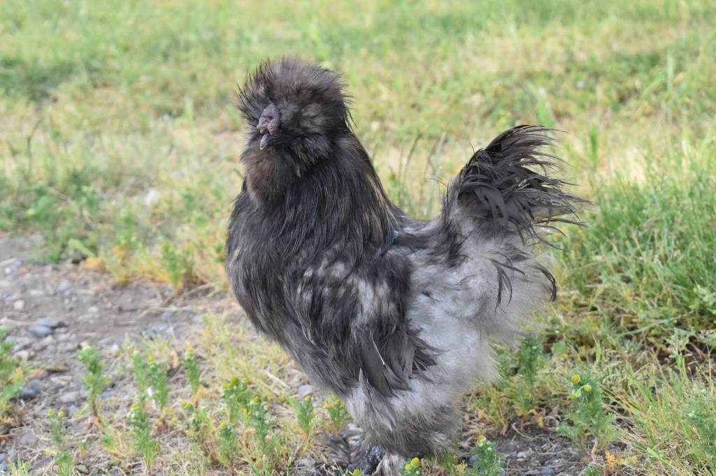 Beatbox is eggs-ceptionally friendly. He lives at Hilltop Manor Farm on North Whidbey.