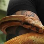 Spot the boa constrictor wraps around owner Amanda Ferraras arm. (Photo by Karina Andrew/Whidbey News-Times)