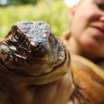 Amanda Ferrara, wrapped in boa constrictors Spot and Peaches, shows off her Argentine Tegu, Niki. (Photo by Karina Andrew/Whidbey News-Times)