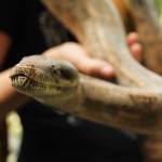 Peaches the boa constrictor enjoys the sunny day. (Photo by Karina Andrew/Whidbey News-Times)