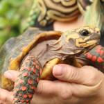 Bus the red-footed tortoise basks in the sun outside Ferraras home. (Photo by Karina Andrew/Whidbey News-Times)
