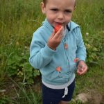 Wyatt Colvin, who is two and half years old, takes a quick break from picking strawberries at the U-pick field at Bells Farm near Coupeville. (Photo by Emily Gilbert/Whidbey News-Times)