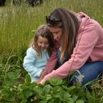 Vera Easton, 4, with mother Maggie on the first day Bells Farm near Coupeville was open for U-pick strawberries. The farm is in need of strawberry pickers for the month-long season and is getting fewer applications than normal. (Photo by Emily Gilbert/Whidbey News-Times)