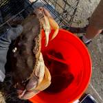 There are two free online workshops for novice and seasoned crabbers alike to learn more about how to catch the most crab later this month. (Photo by Aiden Santos)