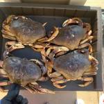 Dungeness crab are among the most popular catch in the waters off Whidbey. (Photo by Aiden Santos)