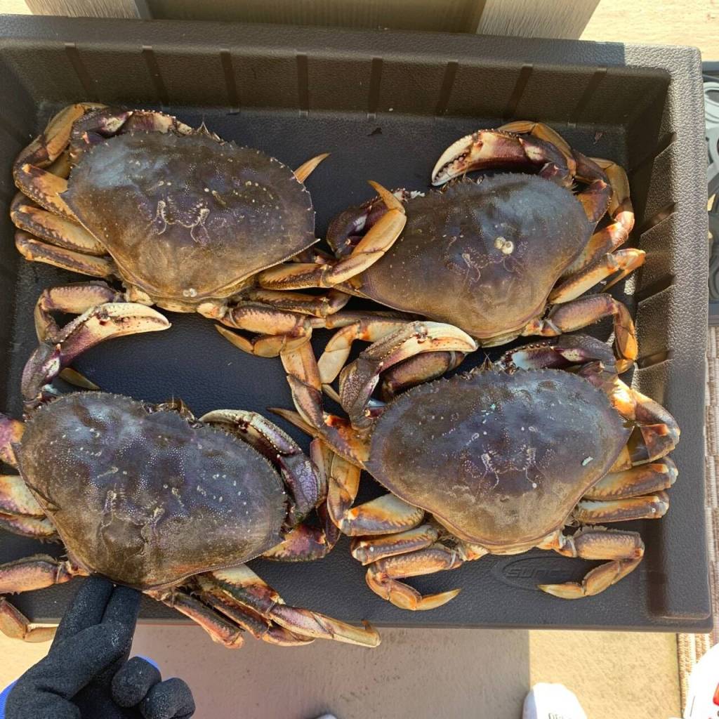 Dungeness crab are among the most popular catch in the waters off Whidbey. (Photo by Aiden Santos)