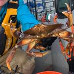 Photo courtesy America's Boating Club of Deception Pass
Inquiring minds hoping to nab that crab will have two opportunities to learn the tips and tricks of the trade this month before the recreational season opens July 1.