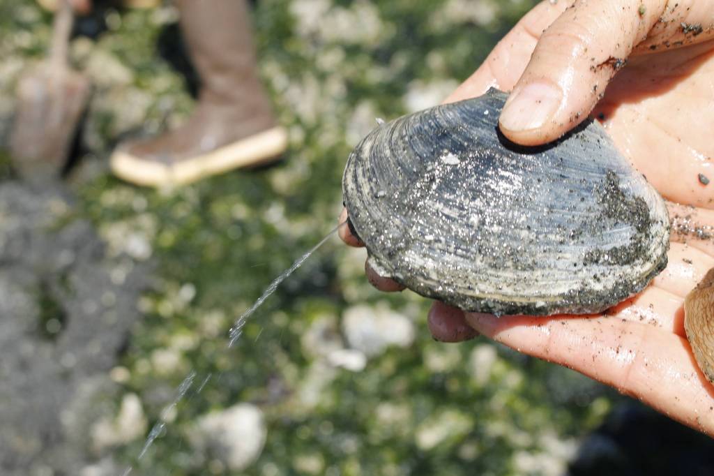 Photo by Kira Erickson
A butter clam lets out a squirt of water.
